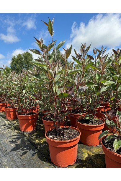 Дерен білий Nightfall у саду.  